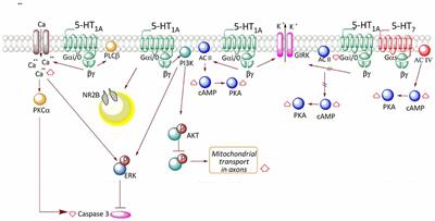 What Do We Really Know About 5-HT1A Receptor Signaling in Neuronal Cells?